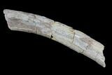 Mosasaur (Platecarpus) Rib Section - Kansas #93763-1